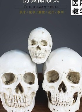 艺用人体肌肉骨骼骷髅模型绘画素描艺考美院美术教学1:1头骨摆件