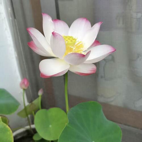 【水培开花】莲花懒人水养开花碗莲水培植物荷花阳台和鱼共养 - 图3