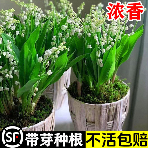 带芽铃兰花苗带根植物盆栽进口种球耐寒室内绿植花卉四季播种易活 - 图0