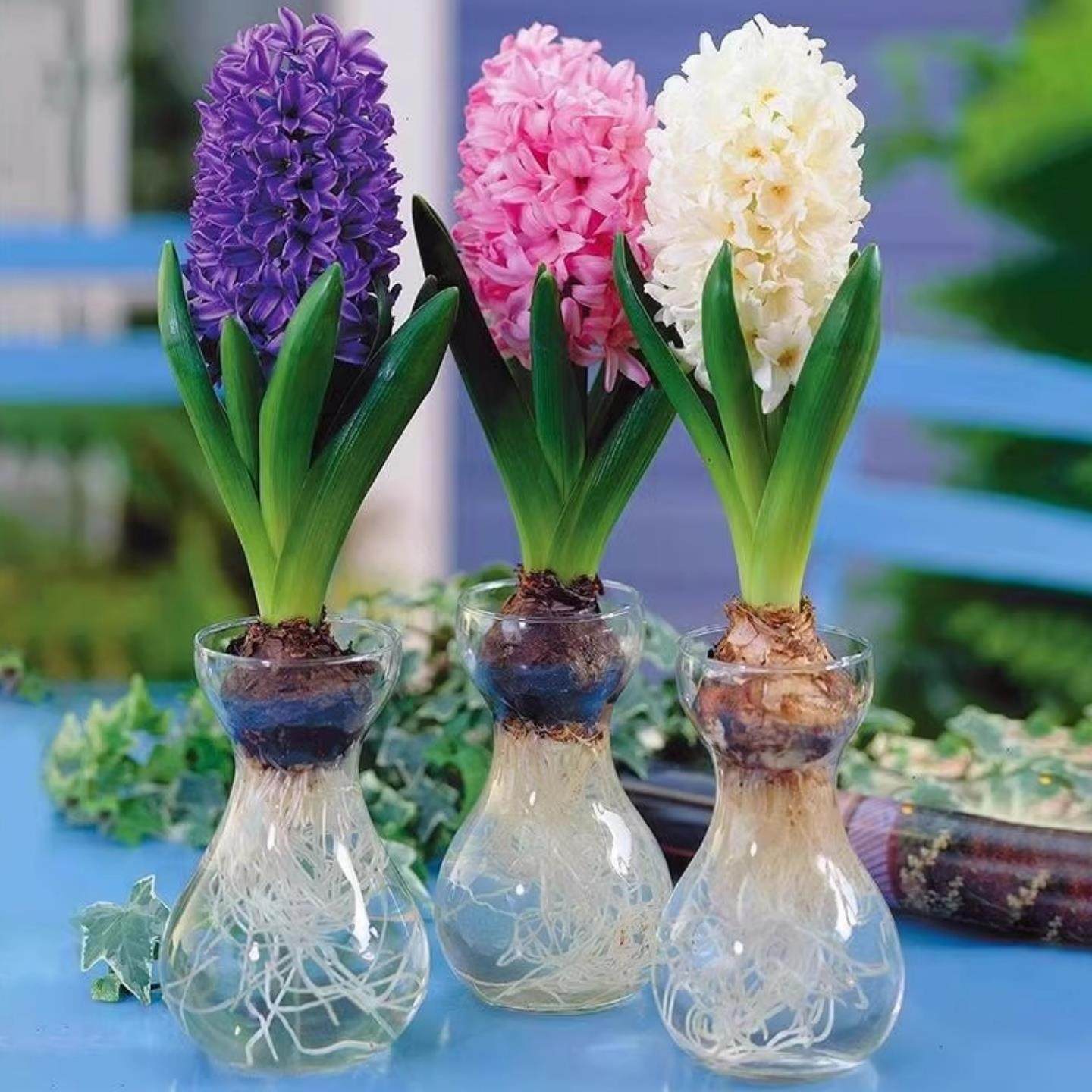 风信子种球水培套装荷兰进口四季水养花卉植物土培盆栽郁金香种子,淘宝优惠券,粉丝福利购,淘宝优惠卷