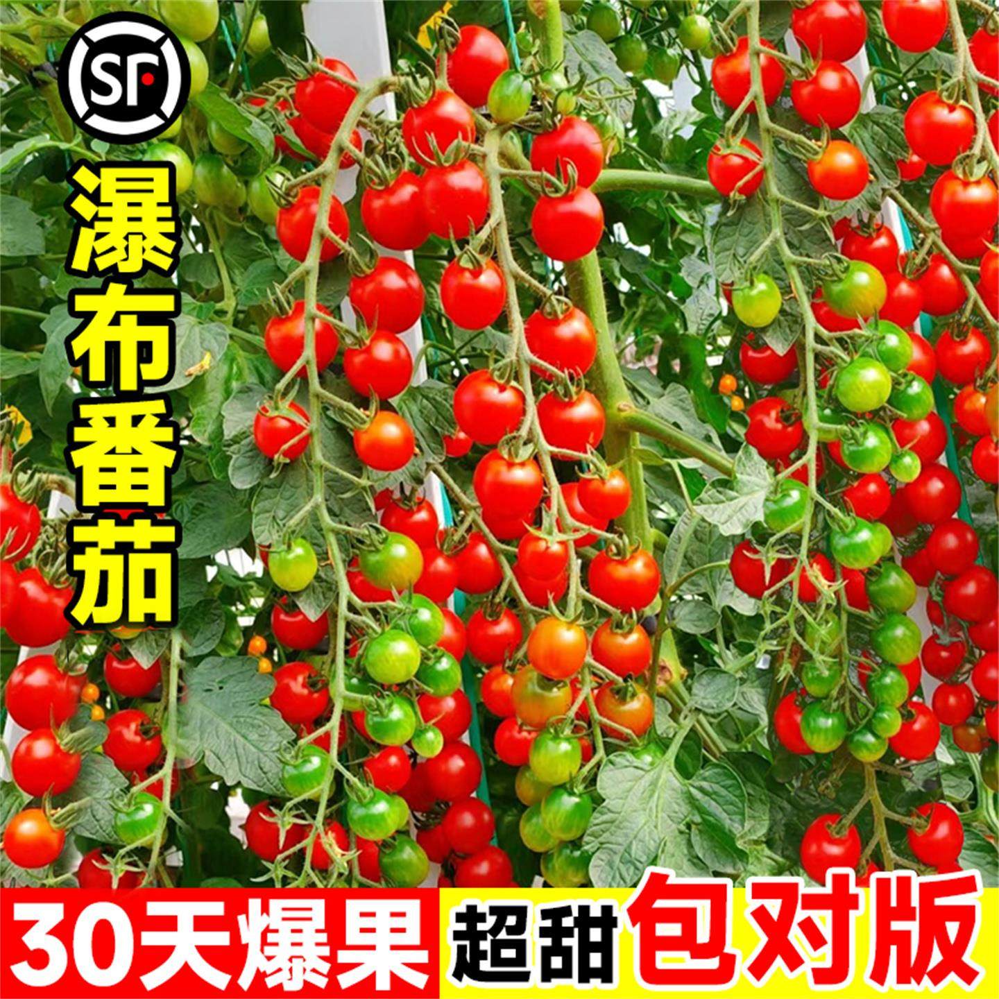 瀑布小番茄苗千禧圣女果苗秧盆栽水果矮生老品种蔬菜种子籽蕃阳台,淘宝优惠券,粉丝福利购,淘宝优惠卷