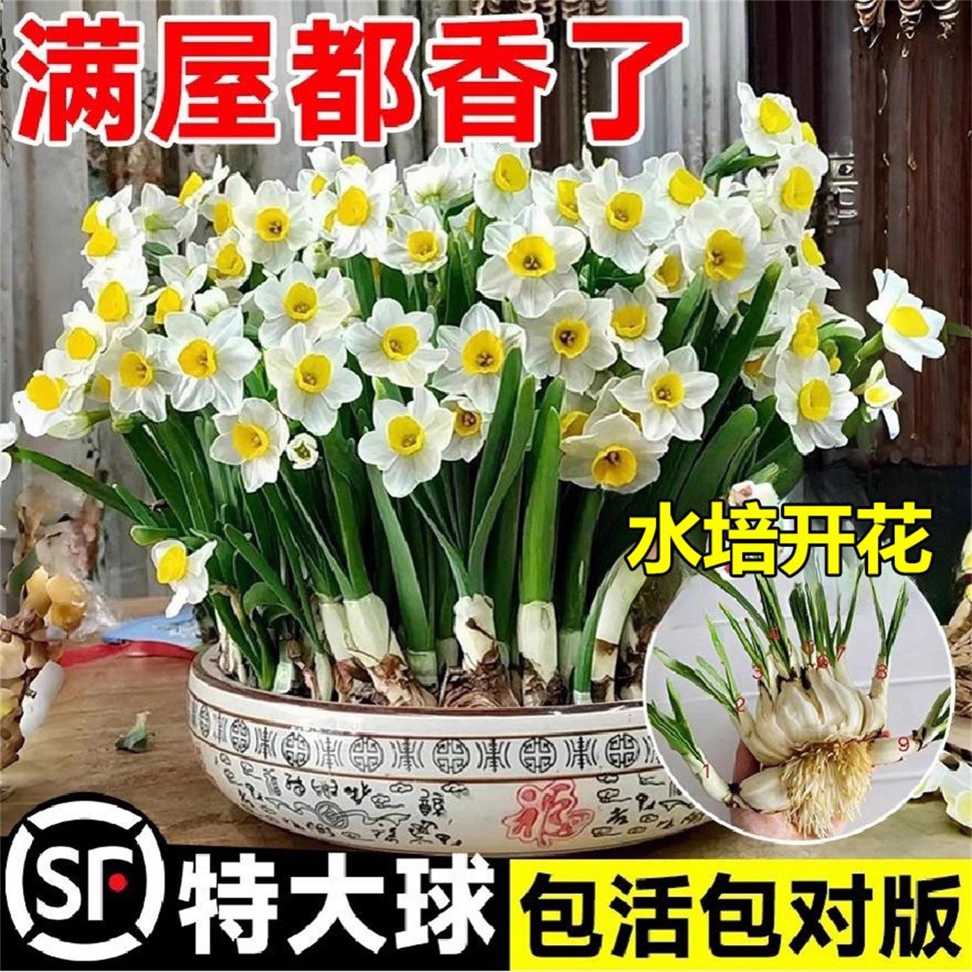 水仙花种球种子特大漳州重瓣水仙花水培盆栽春节开花室内植物花卉,淘宝优惠券,粉丝福利购,淘宝优惠卷