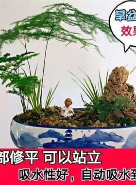 曼际 吸水石原石上水石天然假山奇石头盆景化石河滩植物麦管石水