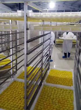 食品烘干机 水果烘干设备 无花果龙眼大枣荔枝烘干箱定制
