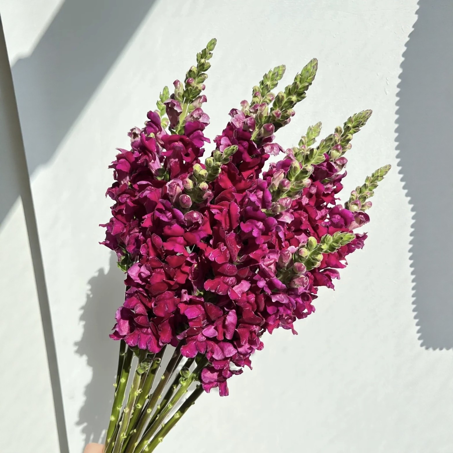 金鱼草鲜花云南直发基地鲜切花束办公观赏客厅水养插花瓶小众花材,淘宝优惠券,粉丝福利购,淘宝优惠卷