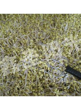 豆芽脱皮机 黄豆芽绿豆芽去皮机 笨豆芽脱壳机 豆芽去壳机
