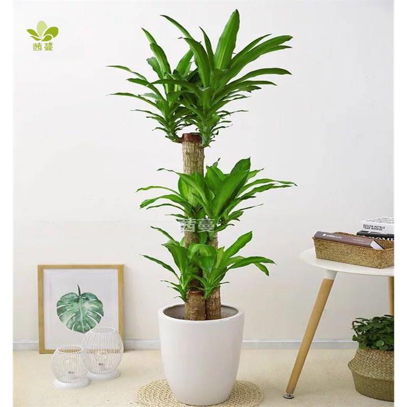 巴西木大型绿植盆栽花卉室内办公净化空气植物天津苗圃基地配送 - 图0