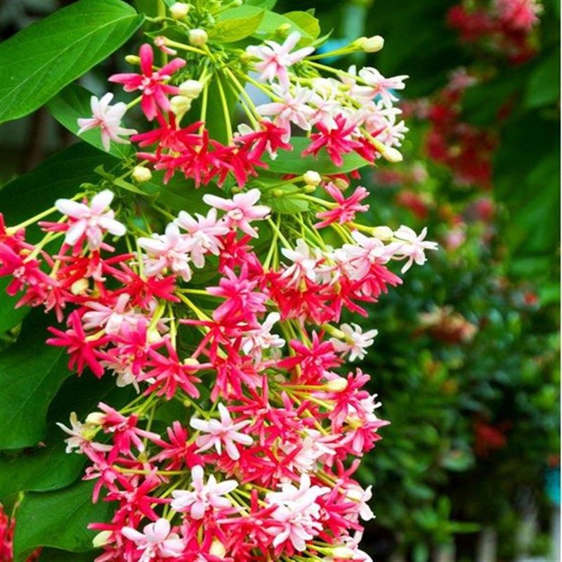 使君子花苗重瓣藤类攀爬植物室外花苗藤本花卉阳台水君子爬藤植物,淘宝优惠券,粉丝福利购,淘宝优惠卷