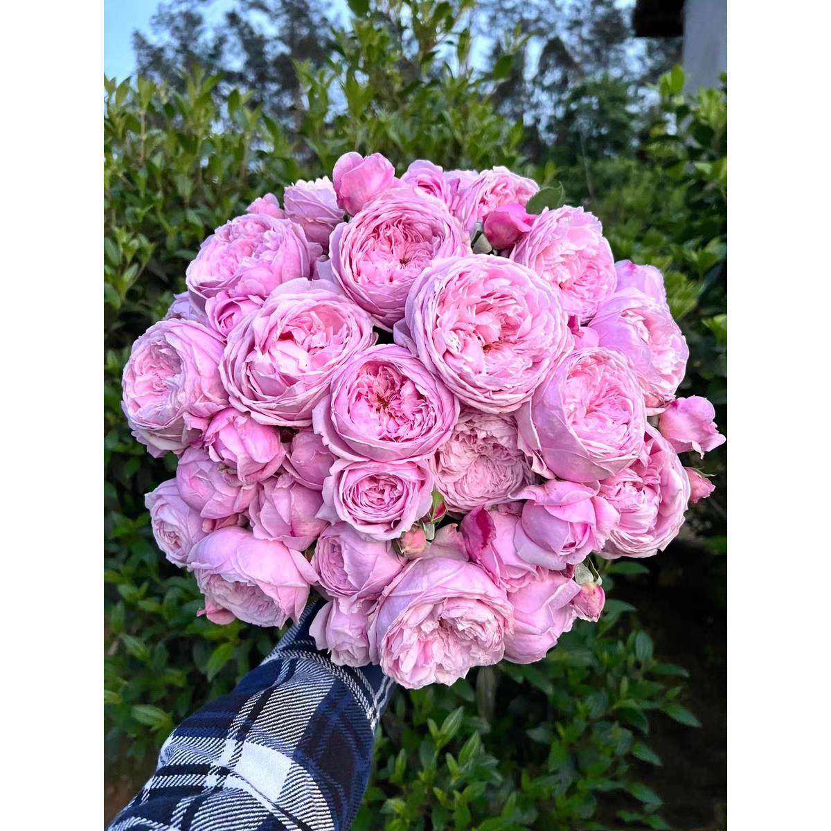 藤本植物玫瑰花苗自由精神四季植物庭院花卉植物大花浓香爬藤月季,淘宝优惠券,粉丝福利购,淘宝优惠卷