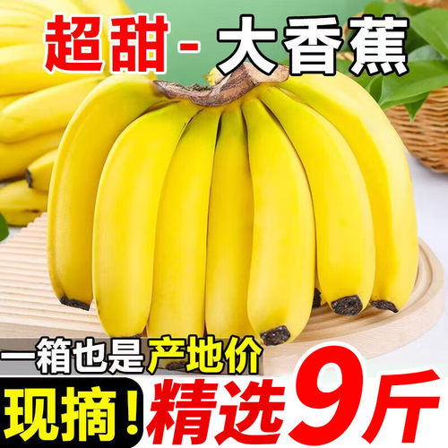 高山香蕉超甜大香蕉薄皮皇帝大香蕉新鲜宝宝自然熟绿色云南大香蕉 - 图0