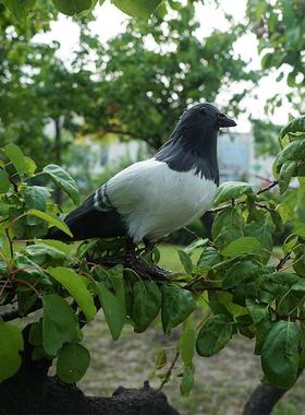 和平鸽真天雅成美信鸽白鸽婚庆商场装饰鸽子羽毛制作展翅