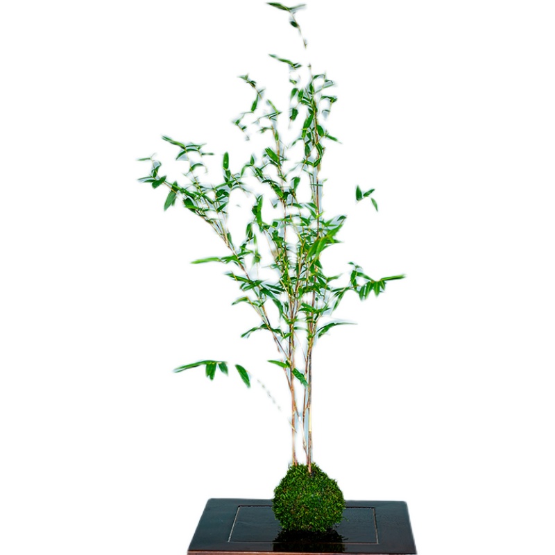 红观音竹云文米竹子苗内门造小盆栽景素材书房庭院阳台茶室内绿植 - 图2