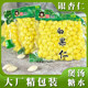 Peeled ginkgo kernels ready-to-eat ginkgo pulp, soup, sugar water, porridge, cooked ginkgo vacuum packaging