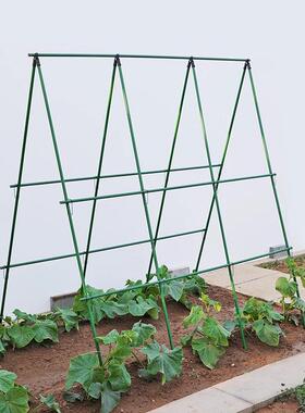 四季豆架杆黄瓜豆角爬藤架番茄支撑杆菜园蔬菜架瓜棚搭架植物架子