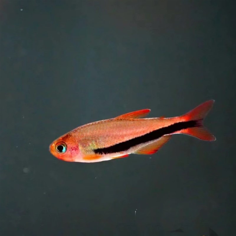 热销黑剑毒药超级灯鱼小型南美稀有高端鱼草缸群游灯科鱼电光毒药 - 图3