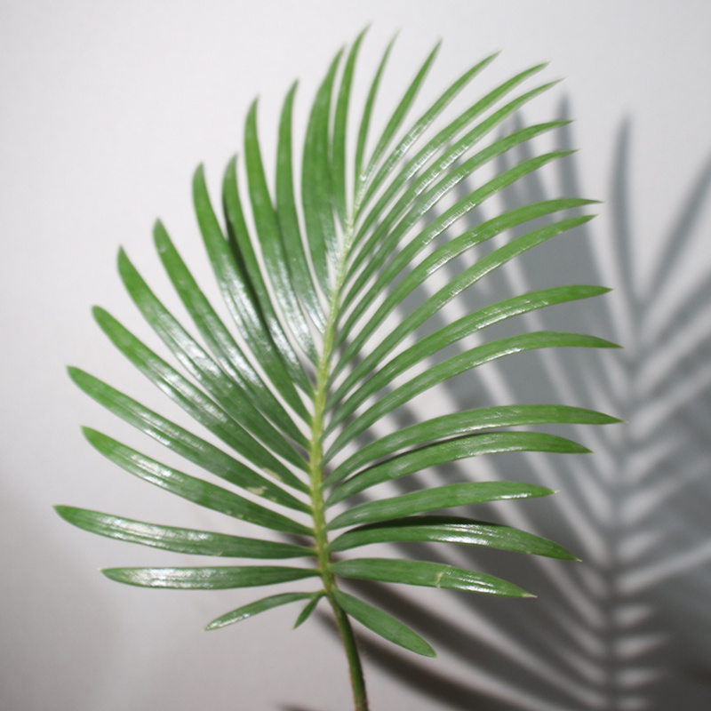 铁树宝宝盆栽苏铁办公室内好养耐寒植物客厅茶几禅意盆景桌面绿植 - 图2