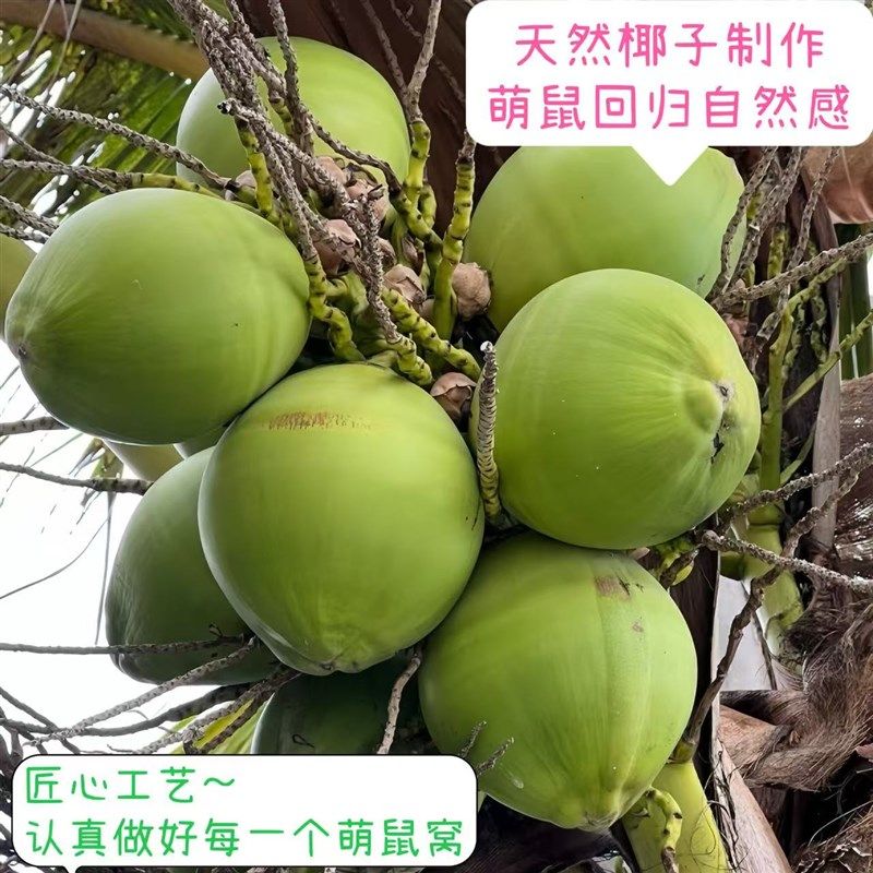 Diy仓鼠椰壳窝躲避屋金丝熊房子四季通用别墅窝椰子小窝造景用品,淘宝优惠券,粉丝福利购,淘宝优惠卷