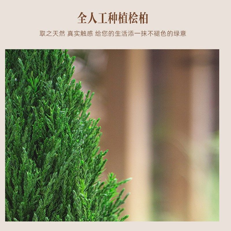 绿植小型圣诞树节礼物装饰摆件植物花卉盆栽好养客厅桌面摆设柏树,淘宝优惠券,粉丝福利购,淘宝优惠卷