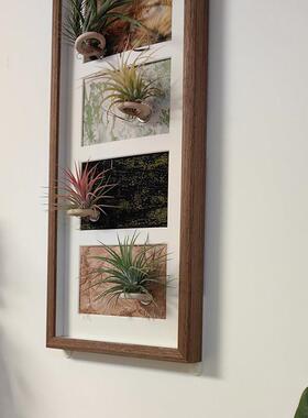 创意手工diy空气凤梨植物挂墙相框四联组合照片框装饰画 画中空摆