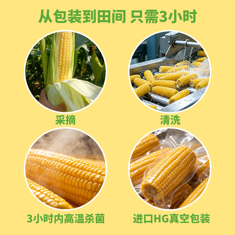 一定要带袋煮东北黄糯玉米软糯香甜黏玉米棒吉林轻食主食粗粮早餐