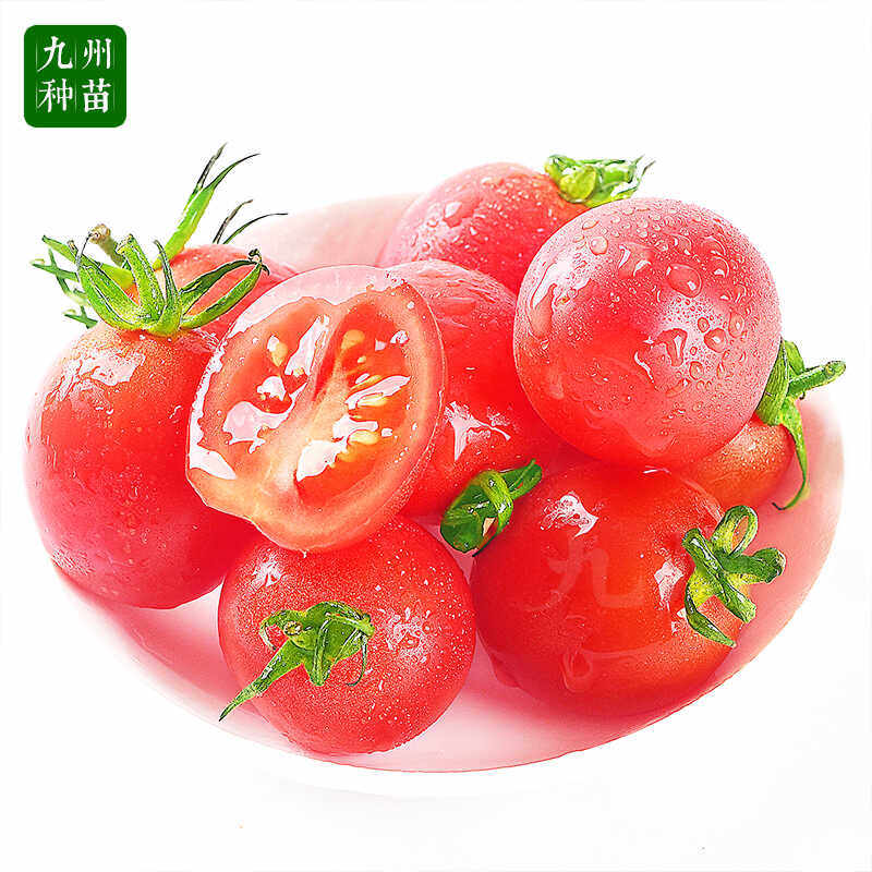 超甜红千禧圣女果苗秧苗粉樱桃小番茄苗水果小柿子苗四季阳台盆栽,淘宝优惠券,粉丝福利购,淘宝优惠卷