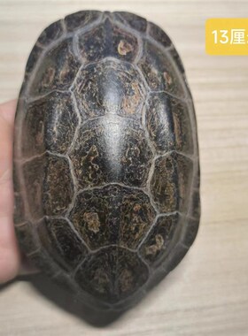 龟趣天然完整墨龟壳干净真乌龟壳龟甲家居桌面摆件中式纯手工饰品