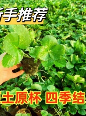 奶油草莓苗盆栽带盆带食用四季丹