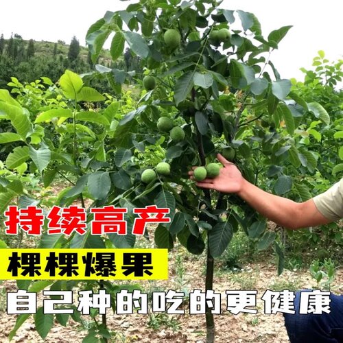 特大核桃树苗带土球嫁接果树南北方种植8518薄壳纸皮核桃当年结果 - 图0