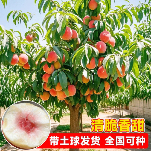 大桃树果苗带土水蜜桃锦绣黄金桃嫁接苗南方北方种植蟠桃油桃幼苗 - 图1