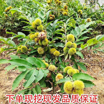嫁接板栗苗树特大板栗果树地栽南北方种植大红袍板栗带土当年结果 - 图2