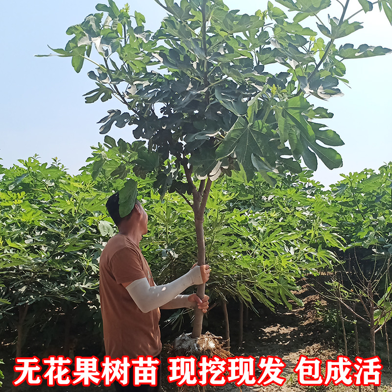 特大无花果苗树带土当年结果盆地栽南方北方庭院种植无花果树果苗 - 图1