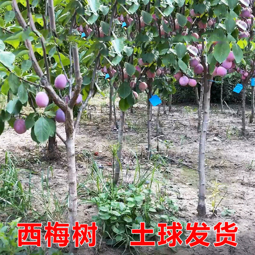 西梅树树苗特大蓝蜜法兰西带土南北方庭院阳台种植当年结果果树苗 - 图2
