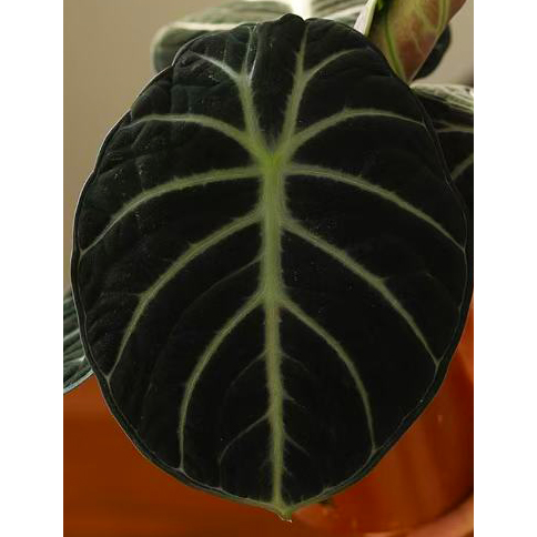 忍者海芋Alocasia Ninja 网红热植黑天鹅丝绸叶绒室内桌面盆栽 - 图0