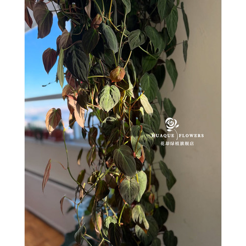 云母蔓绿绒Philodendron Micans室内绿植藤蔓植物垂吊爬藤水培 - 图3