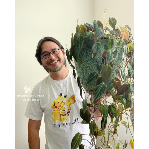 云母蔓绿绒Philodendron Micans室内绿植藤蔓植物垂吊爬藤水培 - 图0