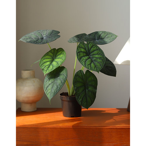 神盾海芋龙鳞新品种室内桌面纹理盆栽客厅高级感植物入门级海芋 - 图0