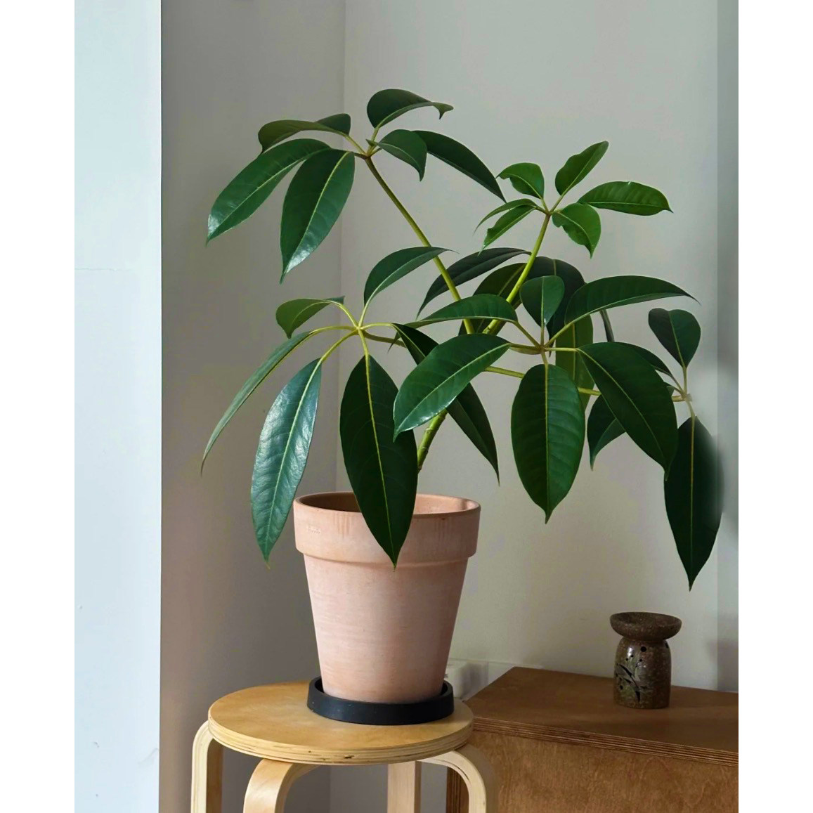 日本保罗大叶伞室内客厅盆栽网红细叶伞客厅耐阴净化空气阳台耐活,淘宝优惠券,粉丝福利购,淘宝优惠卷