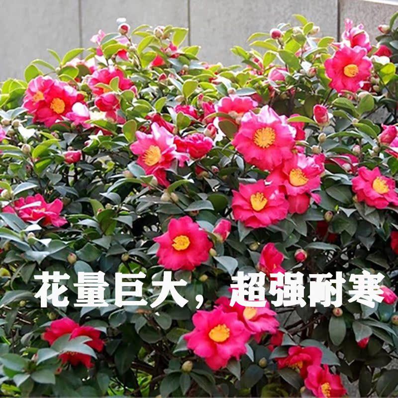 茶梅花苗茶梅球带花苞四季常青耐寒花卉易养活阳台室外盆栽,淘宝优惠券,粉丝福利购,淘宝优惠卷