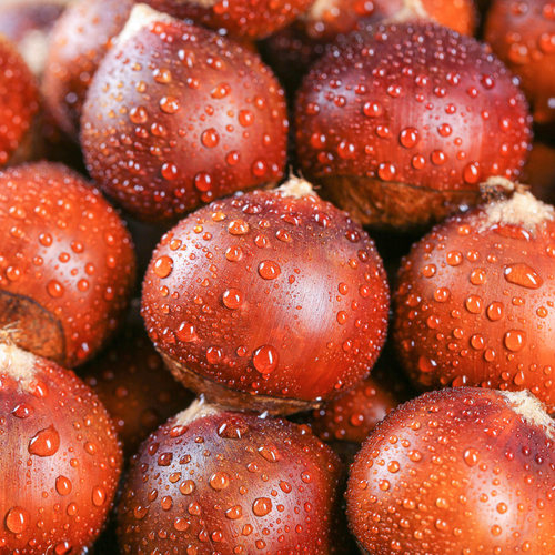 【包邮】2025年建瓯锥栗新鲜现摘高山圆尖栗子高山毛栗子油栗板栗 - 图1