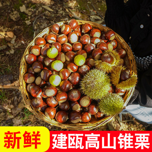 【包邮】2025年建瓯锥栗新鲜现摘高山圆尖栗子高山毛栗子油栗板栗 - 图0