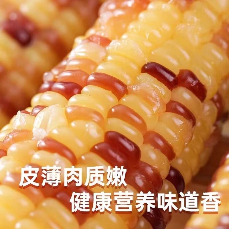 东北花糯玉米棒10棒花苞米现摘真空包装新货新鲜甜玉米粒粘非即食,淘宝优惠券,粉丝福利购,淘宝优惠卷