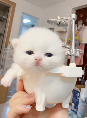 小红书同款幼猫猫床小型宠物鹦鹉守宫水盆泡澡盆拍照打卡娃用场景