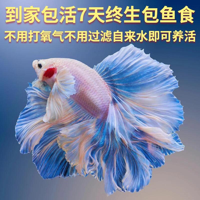 泰国斗鱼仙女款纯白半月婚纱鱼懒人鱼热带淡水好养耐活鱼苗观赏鱼 - 图3