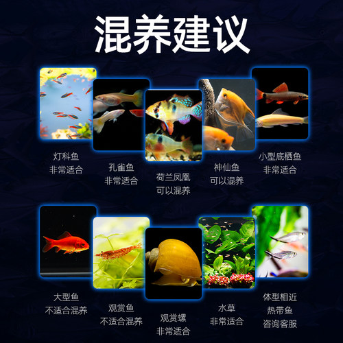 精品孔雀鱼活鱼大型鱼热带鱼苗观赏鱼新手好养耐活淡水凤尾胎生鱼 - 图2