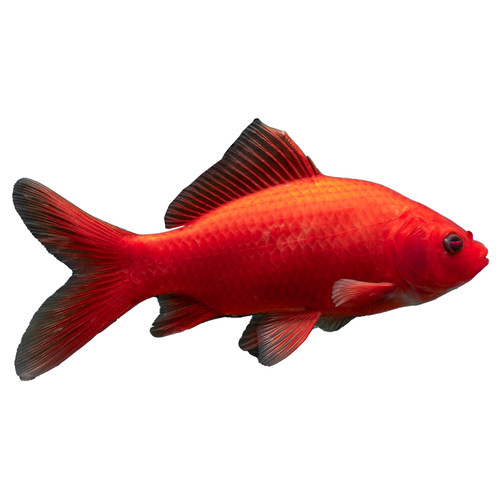 冷水鹦鹉鱼淡水鱼缸观赏活鱼长尾冷水鱼苗观赏自来水好养耐活红鱼 - 图0