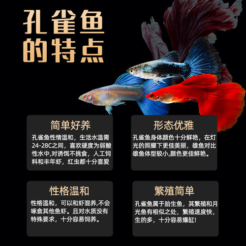 精品孔雀鱼活鱼大型鱼热带鱼苗观赏鱼新手好养耐活淡水凤尾胎生鱼 - 图3