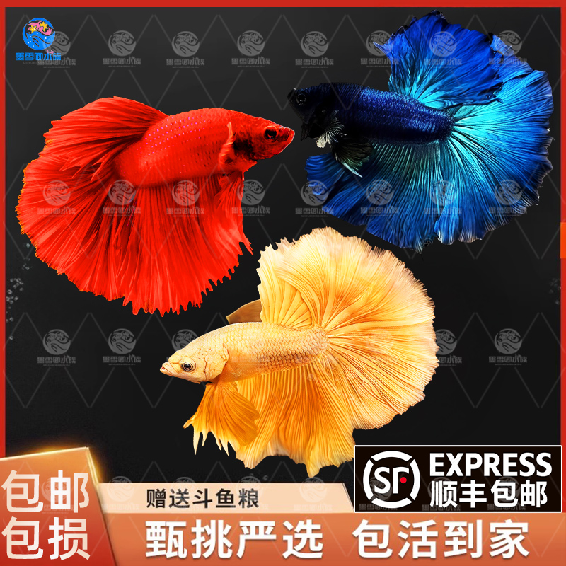 泰国斗鱼仙女款纯白半月婚纱鱼懒人鱼热带淡水好养耐活鱼苗观赏鱼 - 图2