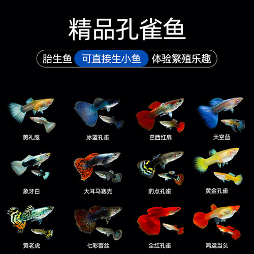 精品孔雀鱼活鱼大型鱼热带鱼苗观赏鱼新手好养耐活淡水凤尾胎生鱼 - 图1