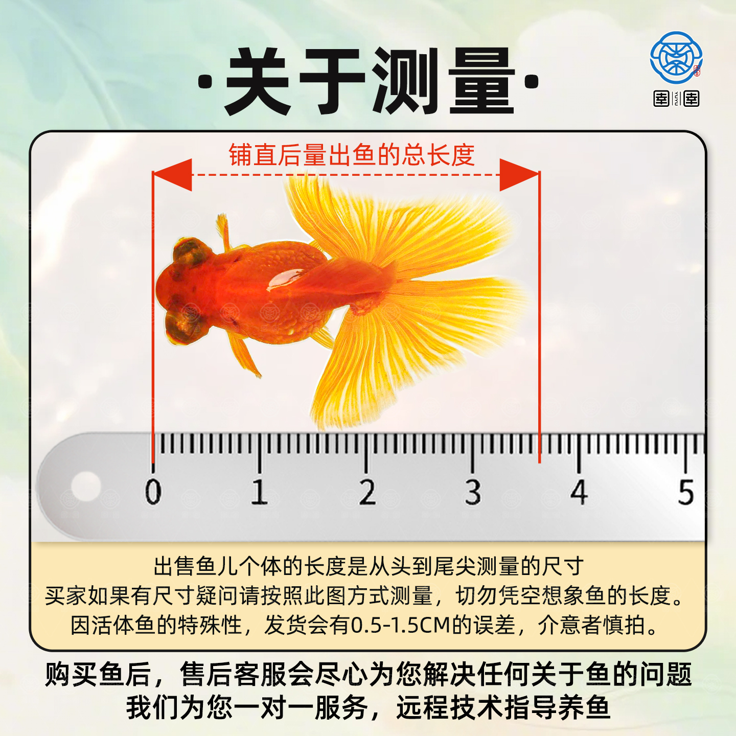 泰狮蝶尾金鱼活鱼冷水观赏鱼小型淡水新手好养耐活兰寿草金鱼苗 - 图0