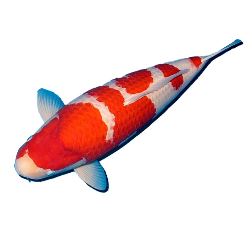 顺丰锦鲤活鱼冷水观赏鱼黄金纯种大正红白三色淡水好养耐活小金鱼 - 图0